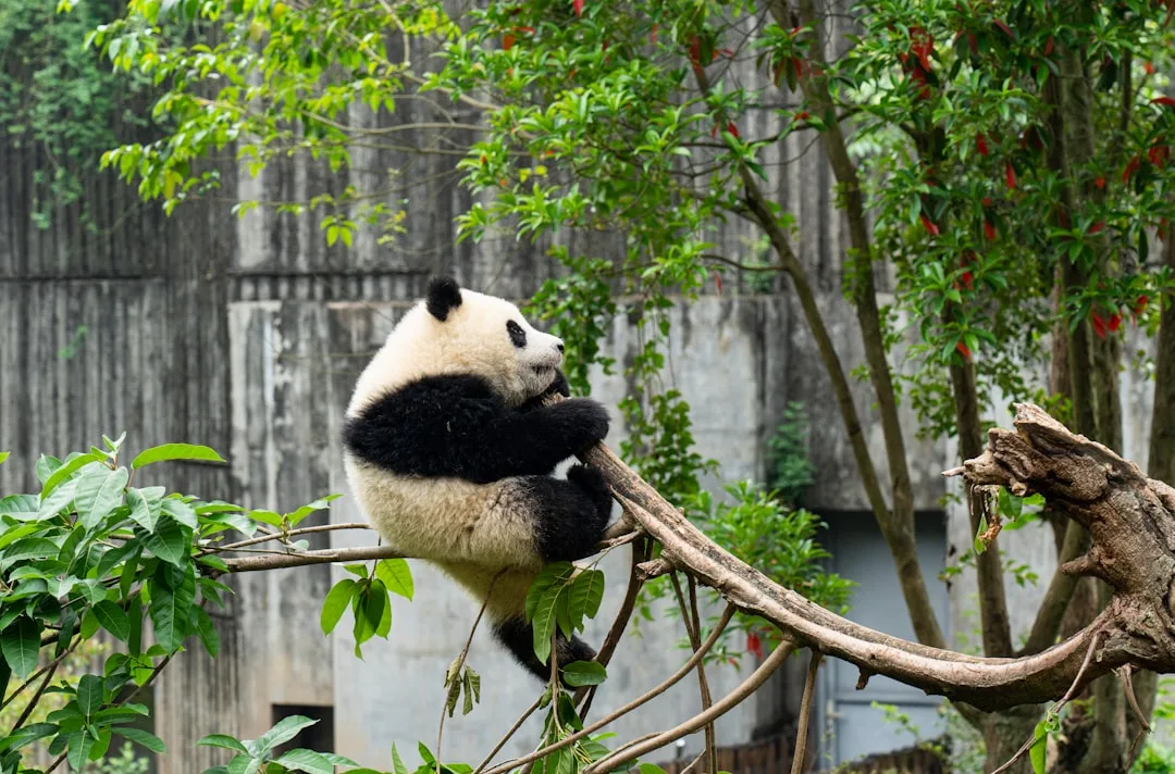 7D Chongqing Chengdu by Xiamen Airlines